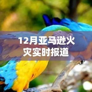 亚马逊火灾最新实时报道动态