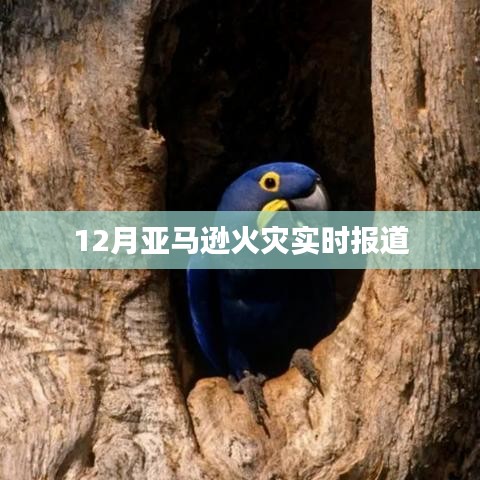 亚马逊火灾最新实时报道动态