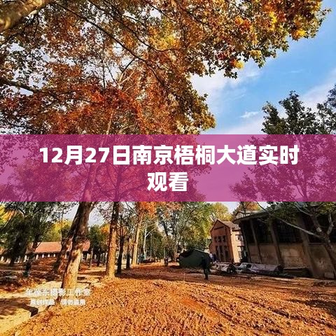 南京梧桐大道12月27日实拍赏析