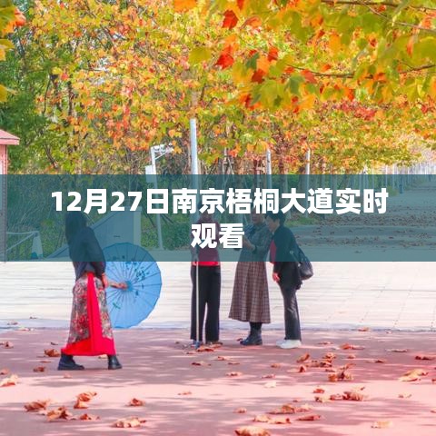 南京梧桐大道12月27日实拍赏析