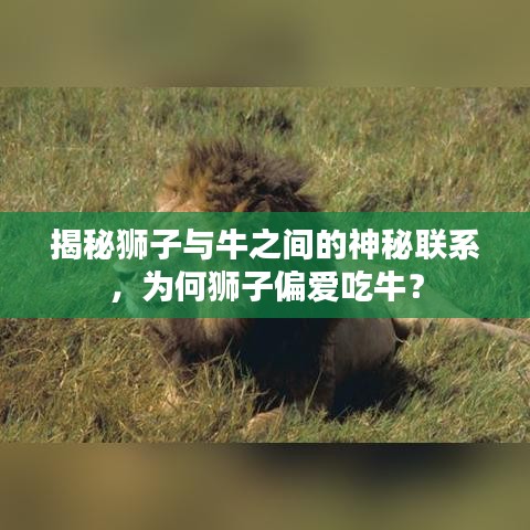 揭秘狮子与牛之间的神秘联系,为何狮子偏爱吃牛?