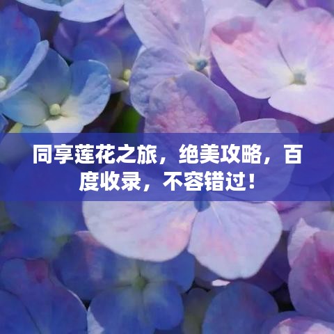 同享莲花之旅,绝美攻略,百度收录,不容错过!