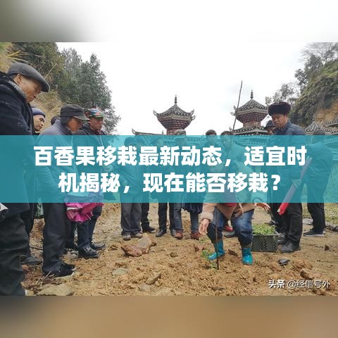 百香果移栽最新动态,适宜时机揭秘,现在能否移栽?