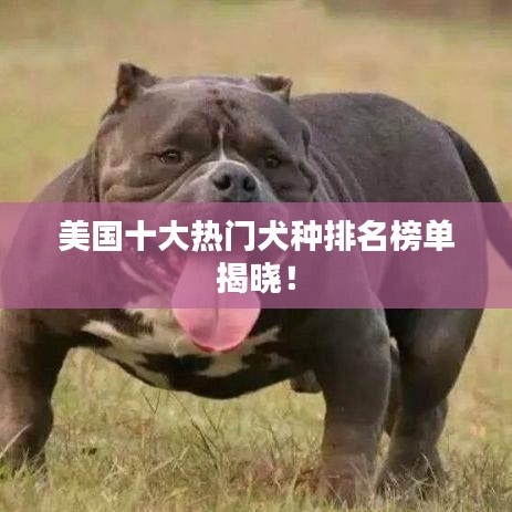 美国十大热门犬种排名榜单揭晓!