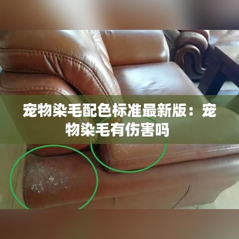 宠物染毛配色标准最新版:宠物染毛有伤害吗