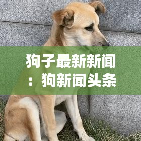 狗子最新新闻:狗新闻头条