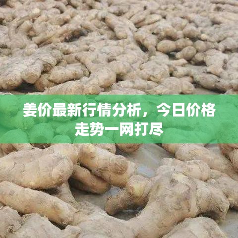 姜价最新行情分析,今日价格走势一网打尽
