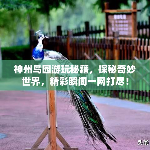 神州鸟园游玩秘籍,探秘奇妙世界,精彩瞬间一网打尽!