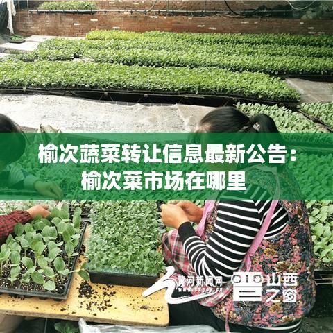 榆次蔬菜转让信息最新公告:榆次菜市场在哪里