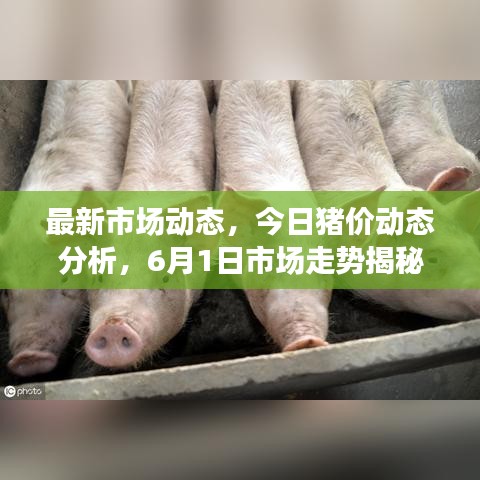 最新市场动态,今日猪价动态分析,6月1日市场走势揭秘