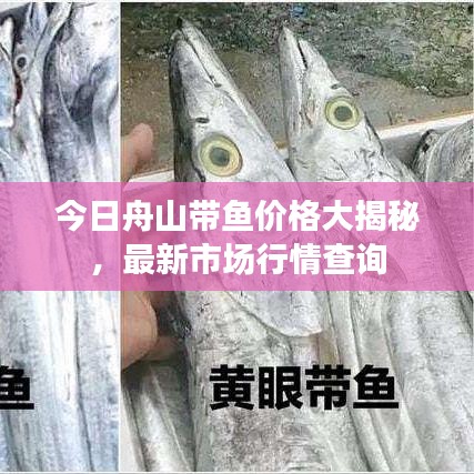 今日舟山带鱼价格大揭秘,最新市场行情查询