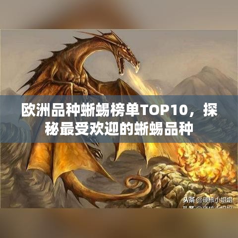 欧洲品种蜥蜴榜单TOP10,探秘最受欢迎的蜥蜴品种