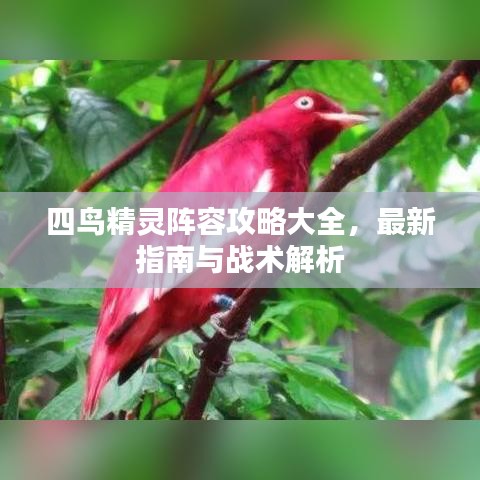 四鸟精灵阵容攻略大全，最新指南与战术解析