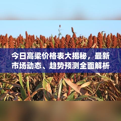 今日高梁价格表大揭秘,最新市场动态、趋势预测全面解析!