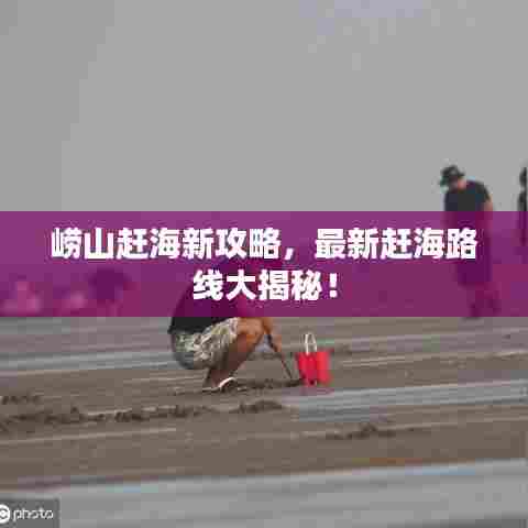 崂山赶海新攻略,最新赶海路线大揭秘!