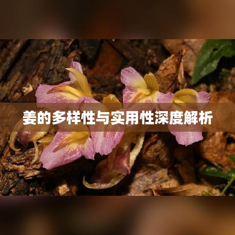 姜的多样性与实用性深度解析