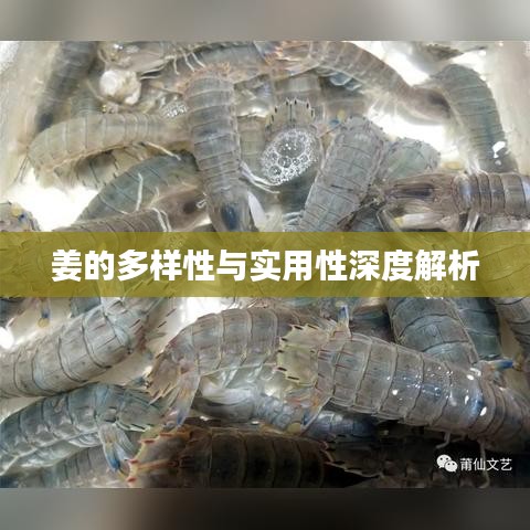 姜的多样性与实用性深度解析