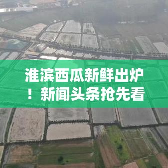 淮滨西瓜新鲜出炉!新闻头条抢先看