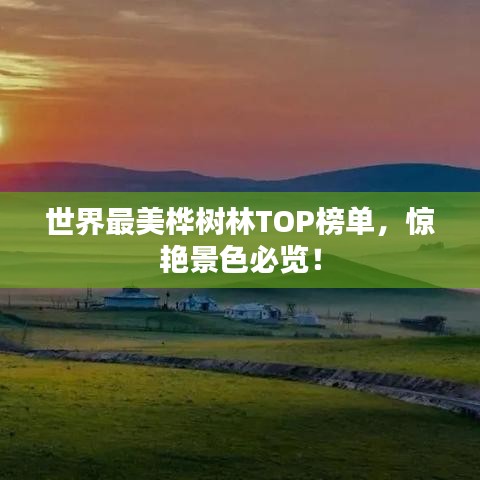 世界最美桦树林TOP榜单,惊艳景色必览!