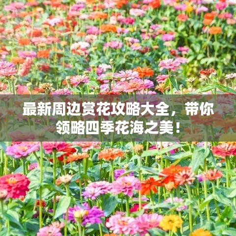 最新周边赏花攻略大全,带你领略四季花海之美!