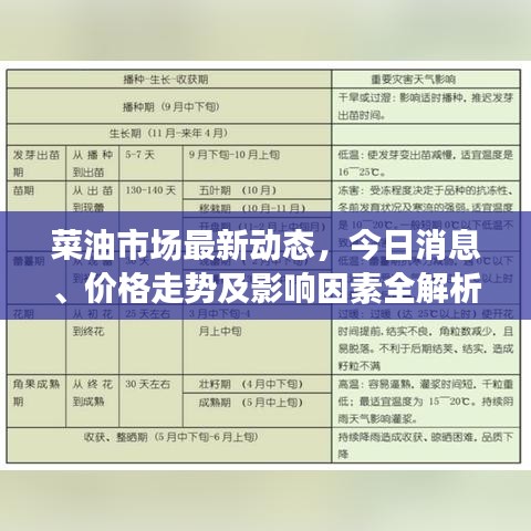 菜油市场最新动态,今日消息、价格走势及影响因素全解析