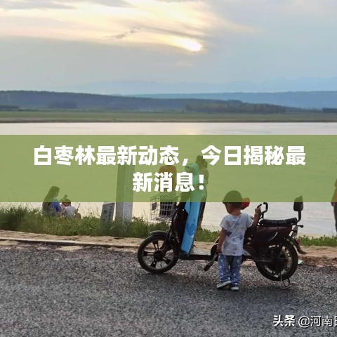 白枣林最新动态,今日揭秘最新消息!