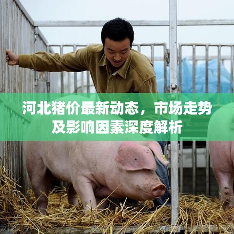 河北猪价最新动态,市场走势及影响因素深度解析