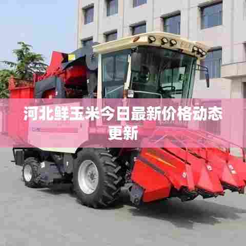 河北鲜玉米今日最新价格动态更新