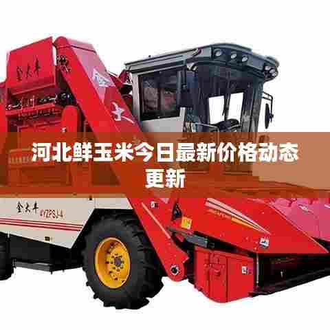 河北鲜玉米今日最新价格动态更新
