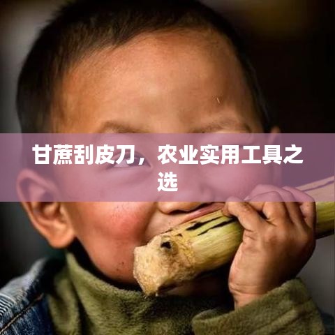 甘蔗刮皮刀,农业实用工具之选