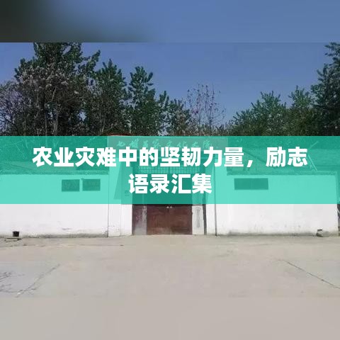 农业灾难中的坚韧力量，励志语录汇集