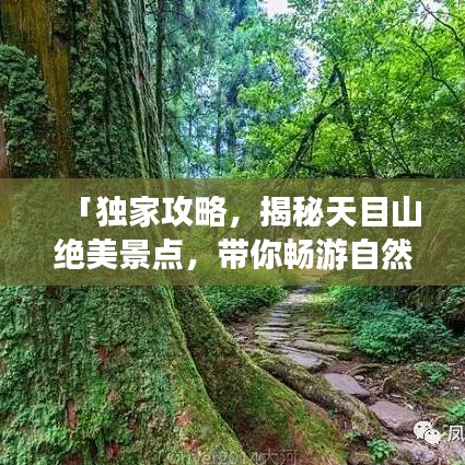 「独家攻略,揭秘天目山绝美景点,带你畅游自然仙境!」