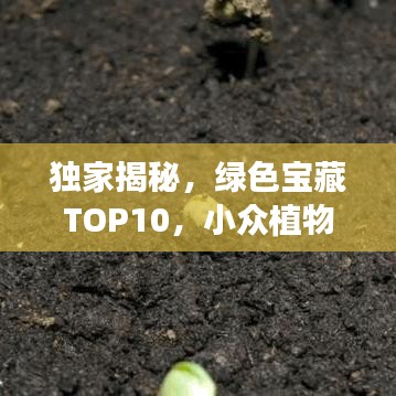独家揭秘,绿色宝藏TOP10,小众植物基地排名榜单!