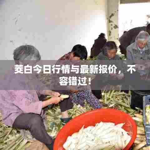 茭白今日行情与最新报价，不容错过！