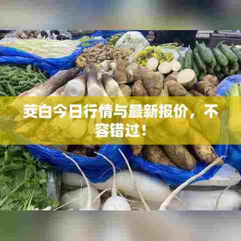 茭白今日行情与最新报价,不容错过!