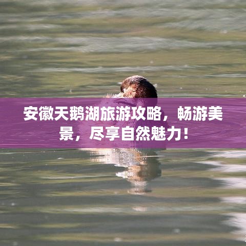 安徽天鹅湖旅游攻略,畅游美景,尽享自然魅力!