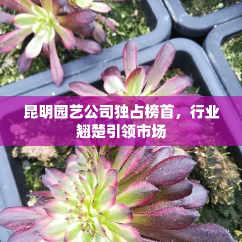 昆明园艺公司独占榜首,行业翘楚引领市场