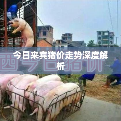 今日来宾猪价走势深度解析