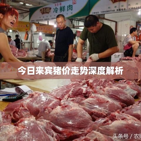 今日来宾猪价走势深度解析