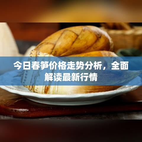 今日春笋价格走势分析,全面解读最新行情