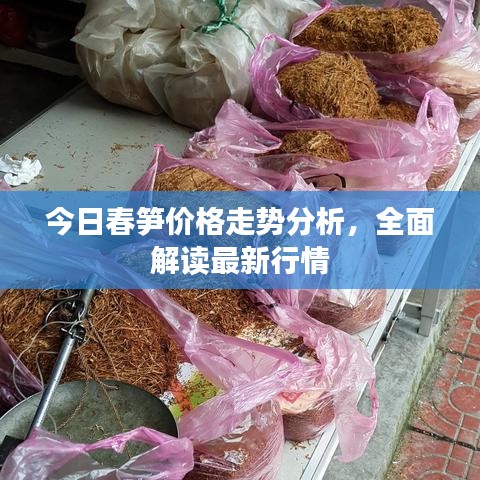 今日春笋价格走势分析,全面解读最新行情