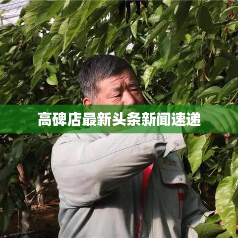 高碑店最新头条新闻速递