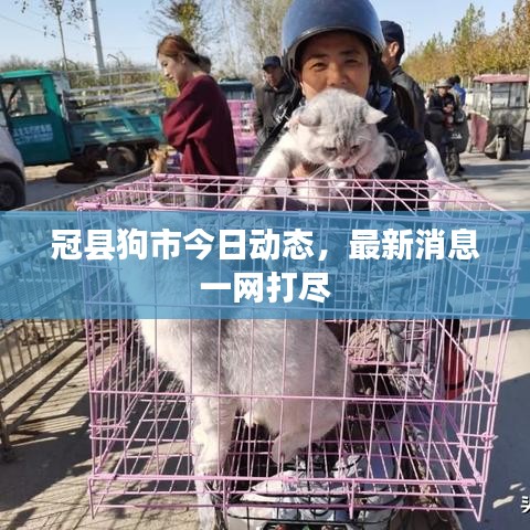 冠县狗市今日动态，最新消息一网打尽
