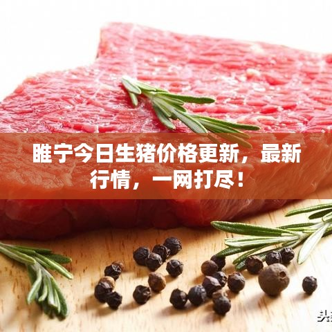 睢宁今日生猪价格更新,最新行情,一网打尽!