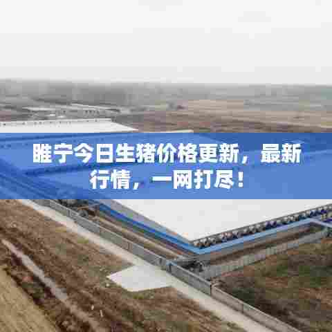 睢宁今日生猪价格更新,最新行情,一网打尽!