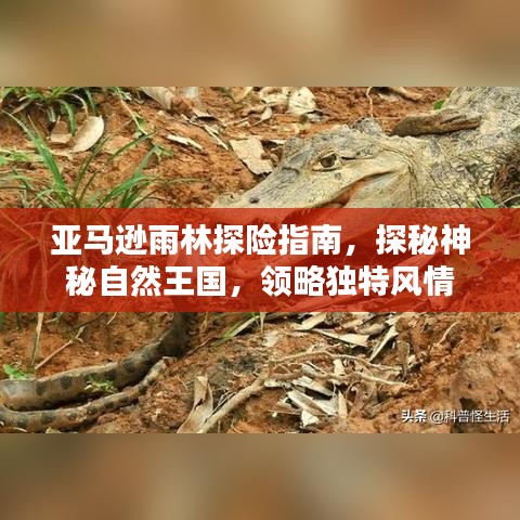 亚马逊雨林探险指南,探秘神秘自然王国,领略独特风情
