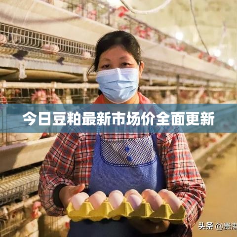 今日豆粕最新市场价全面更新