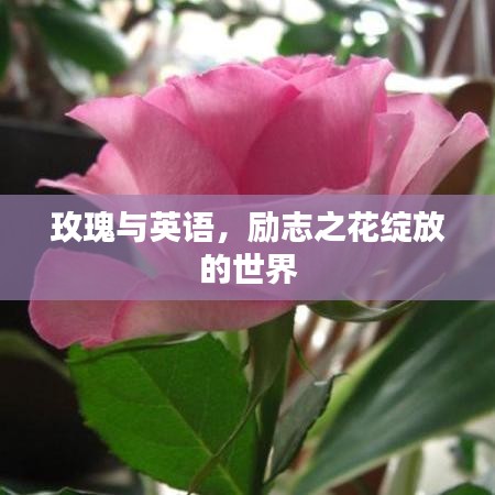 玫瑰与英语,励志之花绽放的世界