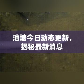 池塘今日动态更新,揭秘最新消息