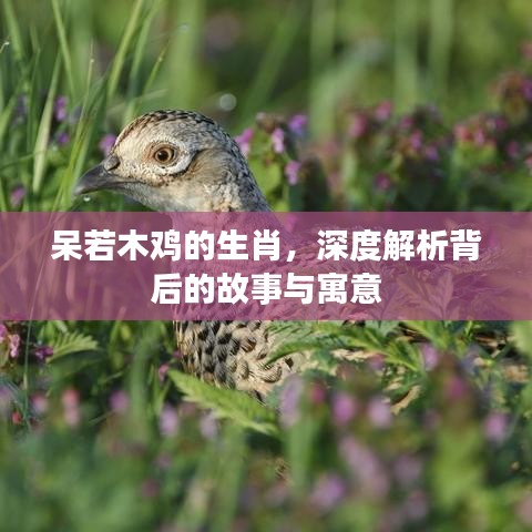 呆若木鸡的生肖，深度解析背后的故事与寓意